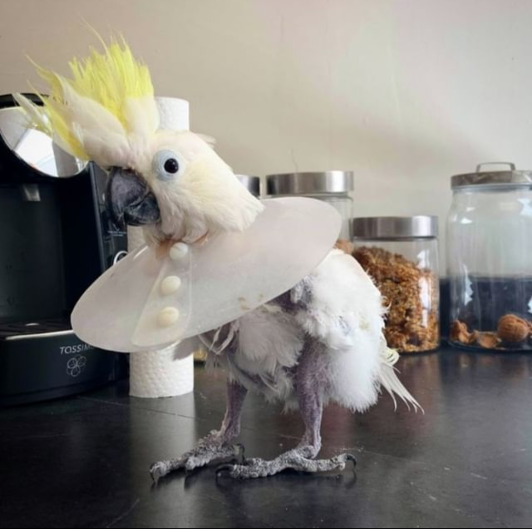Cockatoo parrot rescue Vancouver