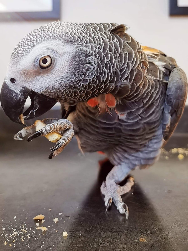African grey parrot rescue Vancouver