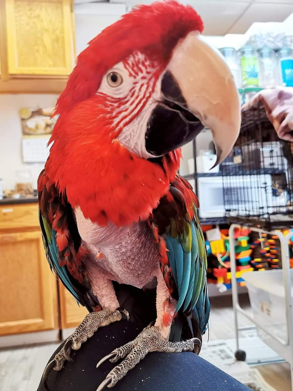 Macaw parrot rescue Vancouver