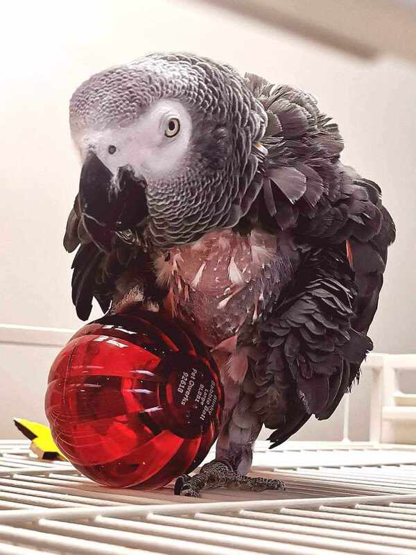 African grey parrot rescue Vancouver, The Nest Society, parrot rescue, parrot shelter, avian shelter