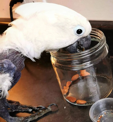 Rescue cockatoo parrot Vancouver