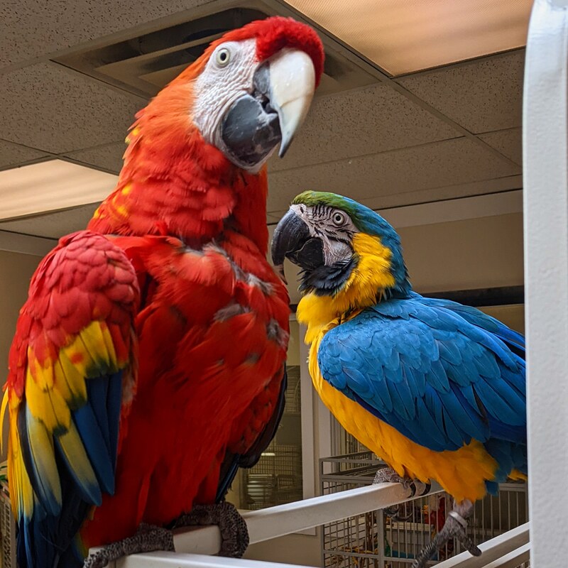 Macaw parrot rescue Vancouver