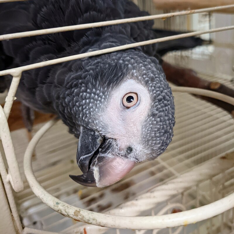 African grey parrot rescue Vancouver