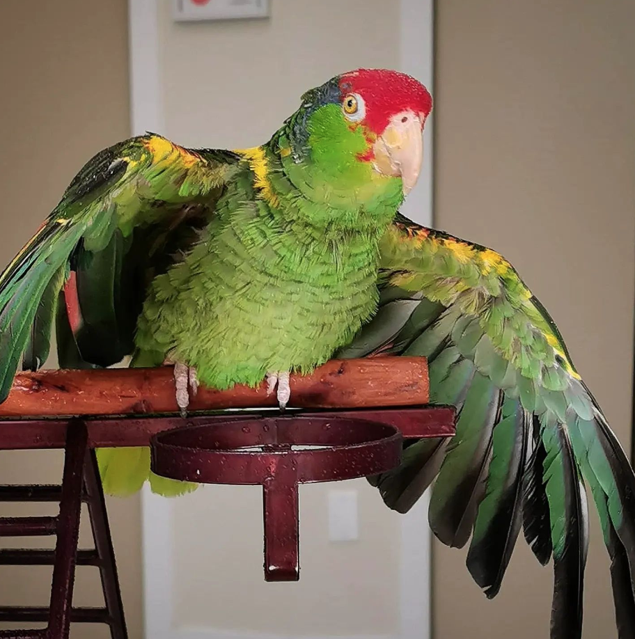Red lored amazon parrot rescue Vancouver