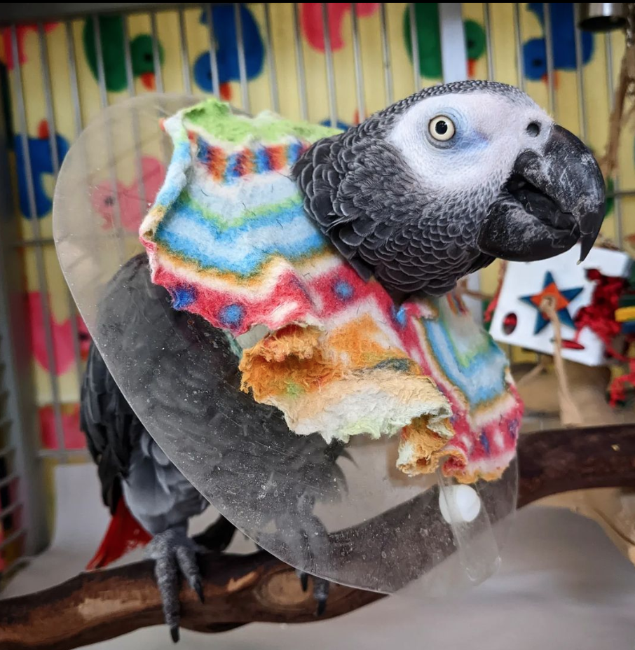 Rescue Congo African Grey Vancouver, The Nest Society, parrot rescue, parrot shelter, avian shelter