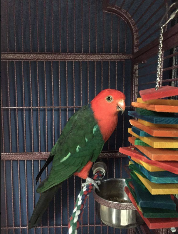 King parrot rescue Vancouver