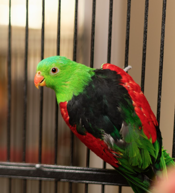 Rescue red wing parrot Vancouver